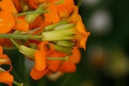 Erysimum x marshalli 26