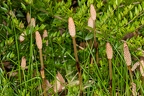 Equisetum arvense