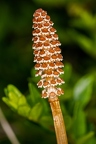 Equisetum arvense 2