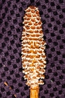 Equisetum arvense 3