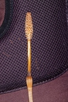 Equisetum arvense 4