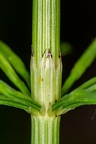 Equisetum arvense 5