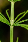 Equisetum arvense 6