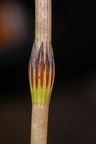 Equisetum arvense 7
