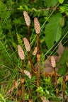 Equisetum arvense 8