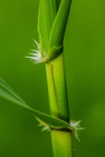 Phragmites australis