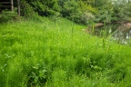 Phragmites australis 2