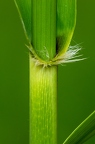 Phragmites australis 3