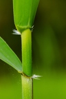 Phragmites australis 5