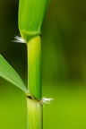 Phragmites australis 4
