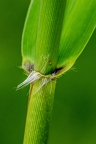 Phragmites australis 6
