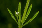 Galium aparine