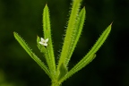 Galium aparine 02