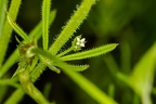 Galium aparine 03