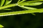 Galium aparine 04