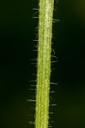 Galium aparine 05
