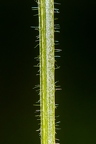 Galium aparine 07