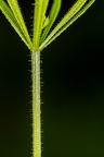 Galium aparine 06