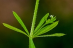 Galium aparine 09