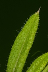 Galium aparine 08