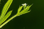 Galium aparine 10