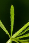 Galium aparine 11