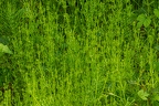 Galium aparine 12