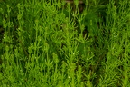 Galium aparine 13
