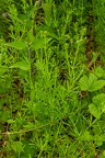 Galium aparine 14
