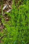 Galium aparine 15