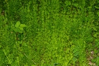 Galium aparine 16