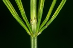 Equisetum arvense  1