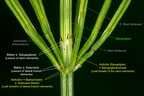 Equisetum arvense  2