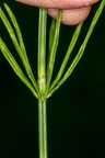 Equisetum arvense  3