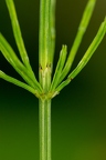 Equisetum arvense  5