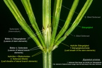 Equisetum arvense  7