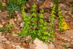 Cruciata glabra