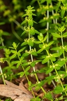 Cruciata glabra 03