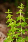 Cruciata glabra 04