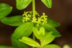 Cruciata glabra 07