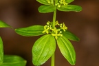 Cruciata glabra 08
