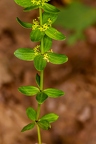 Cruciata glabra 09