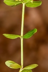 Cruciata glabra 10