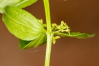 Cruciata glabra 12