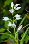 Cephalanthera longifolia