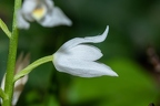 Cephalanthera longifolia 04