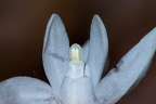 Cephalanthera longifolia 07