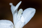 Cephalanthera longifolia 09