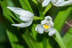 Cephalanthera longifolia 11