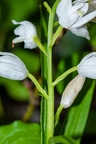 Cephalanthera longifolia 12